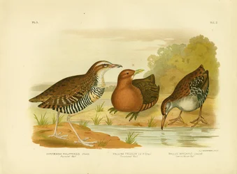 Brustschiene, 1891